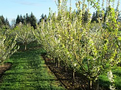 Orchard in bloom