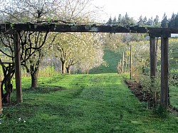 Orchard