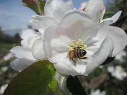 Bee kkpollinating blossoms