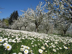 Farm in Spring