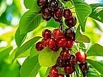 Vaughan Cherry Farm